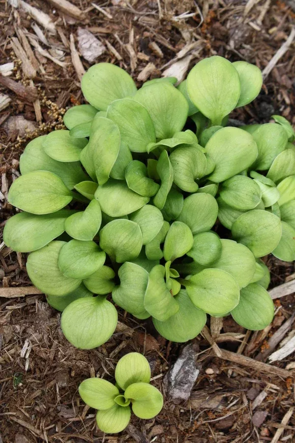 Hosta 'Golden Thumbs'