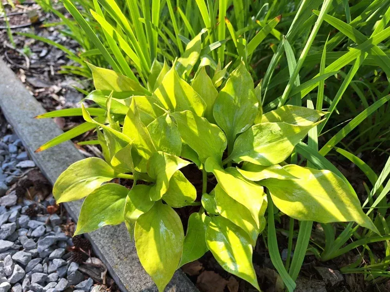 Hosta Luna Tick Live Plant – 5.25″ Pot – Perennial Shade Plant