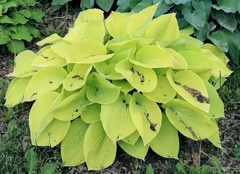 Hosta Minnesota Moon Live Plant – 5.25 inch Pot – Well Rooted Perennial Shade Plant