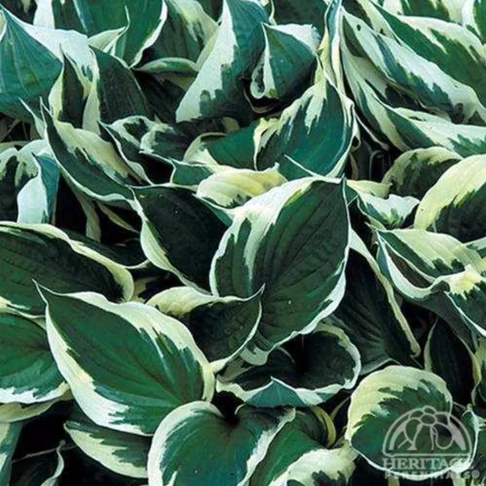 Hosta 'Minuteman'