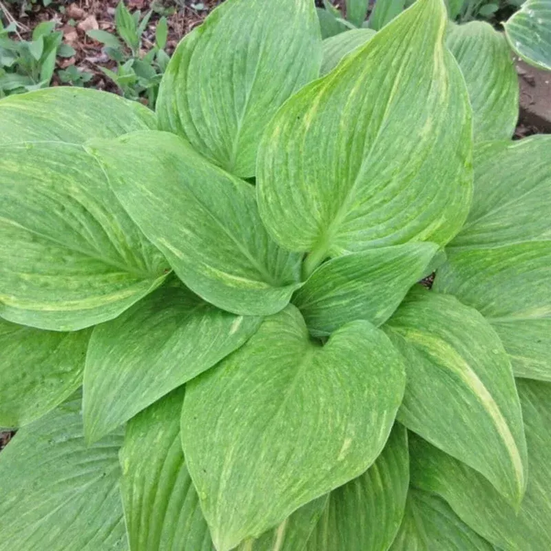Hosta Mr. Mister Live Plant – Perennial Shade Plant – 5.25″ Pot