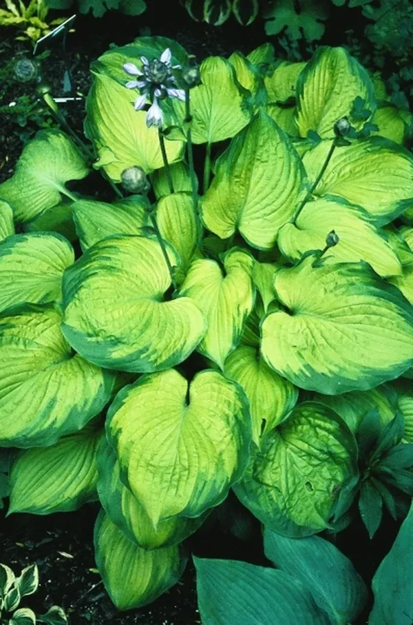 Hosta 'Old Glory' PP 12,503