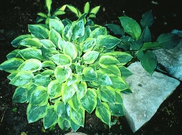 Hosta 'Parky's Prize'