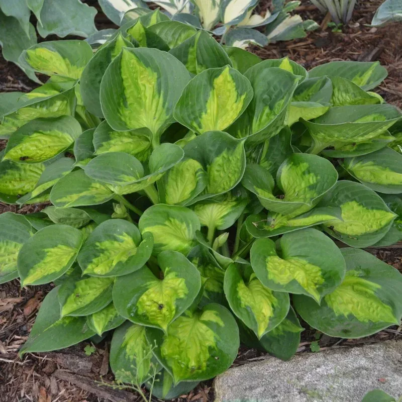 Hosta Pocketful of Sunshine Live Plant – 5.25″ Pot Well Rooted Perennial Shade Mini