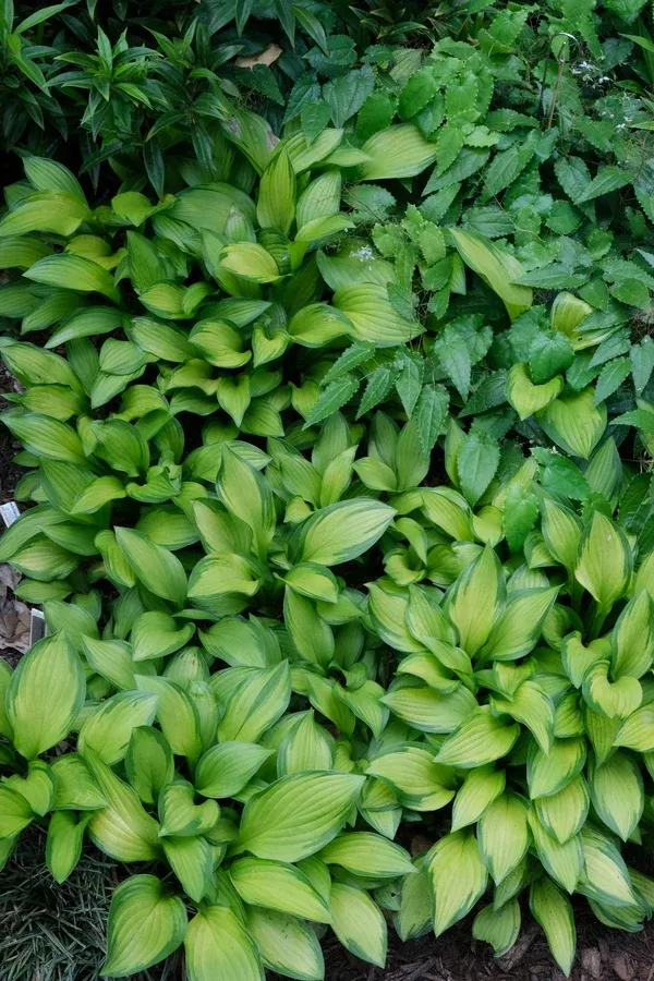 Hosta rectifolia 'Aomori Gold Star'
