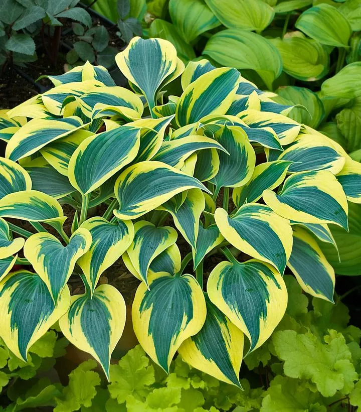 Hosta Shadowland 'Autumn Frost'