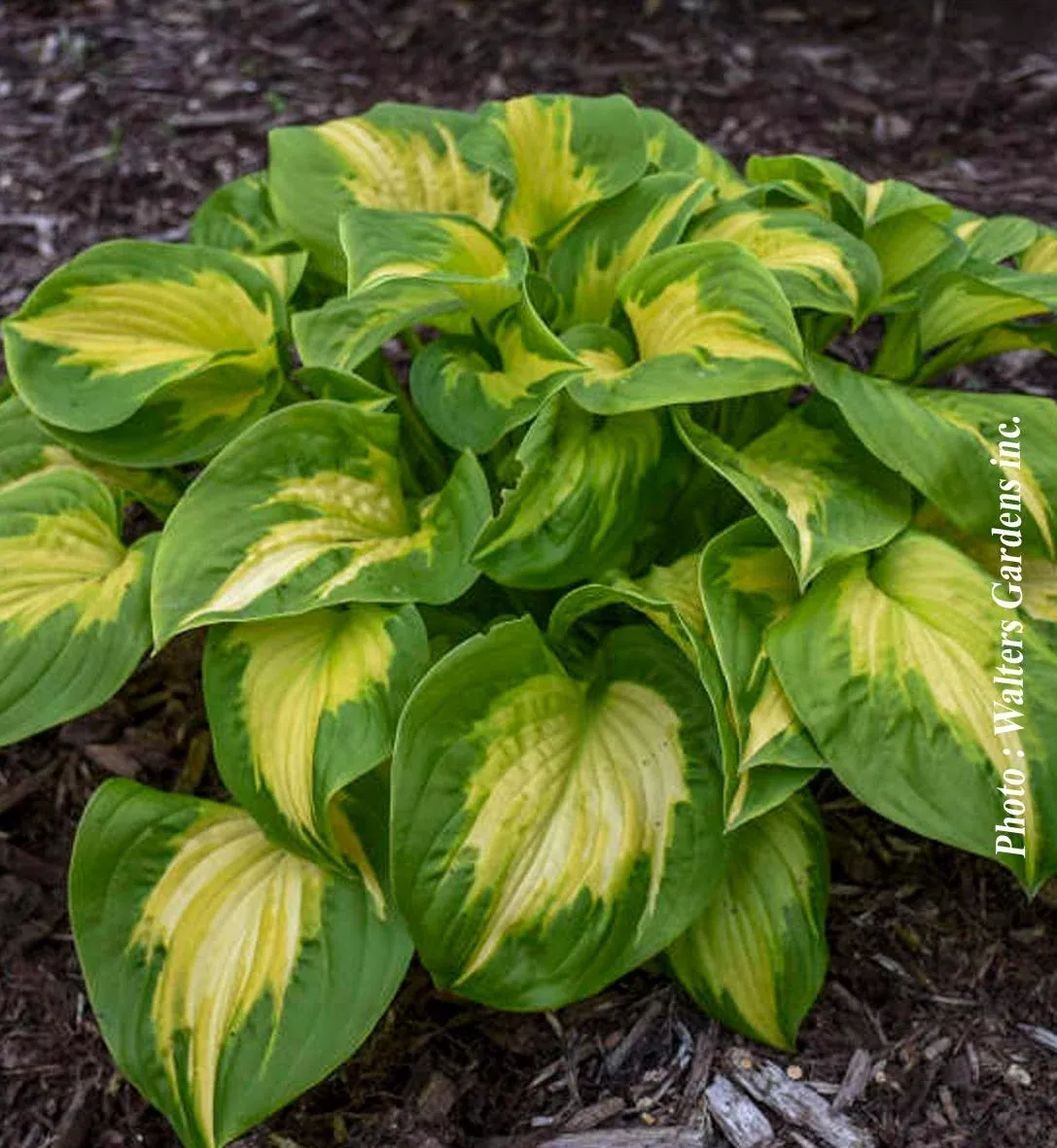 Hosta Shadowland 'Etched Glass'