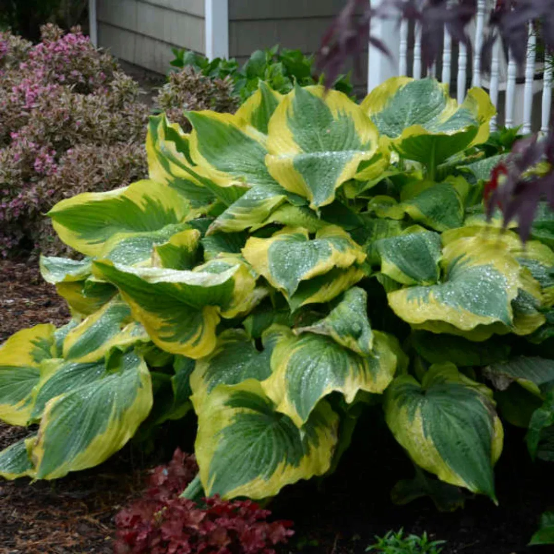 Hosta Shadowland 'Seducer' - [EG]