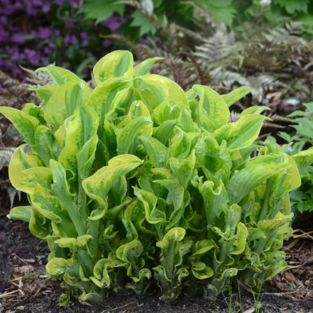 Hosta Shadowland 'Wheee! - [EG]