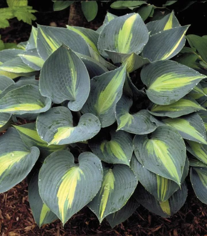 Hosta 'Touch of Class'