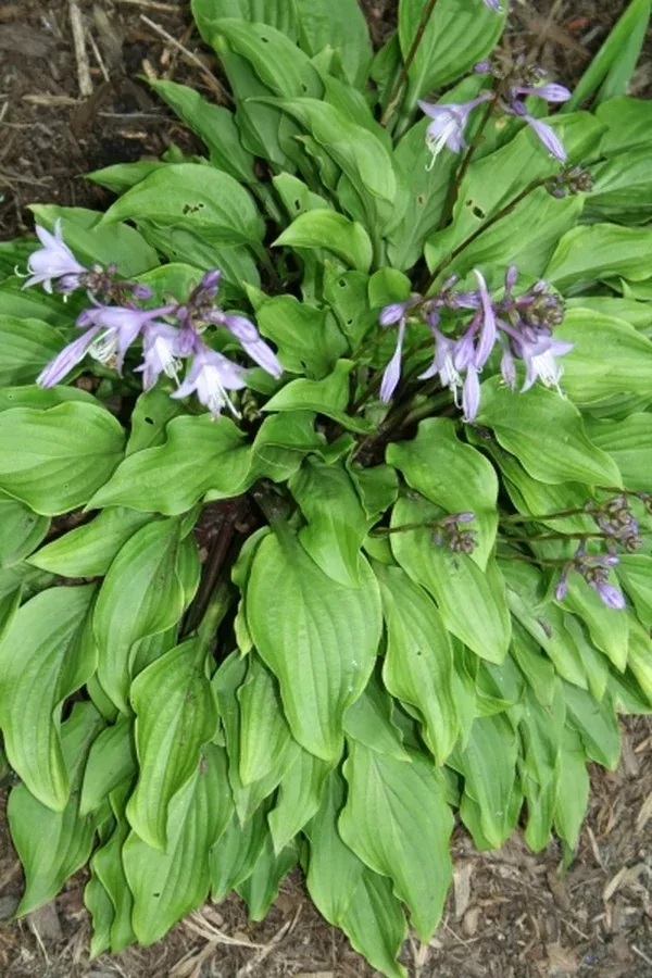Hosta tsushimensis