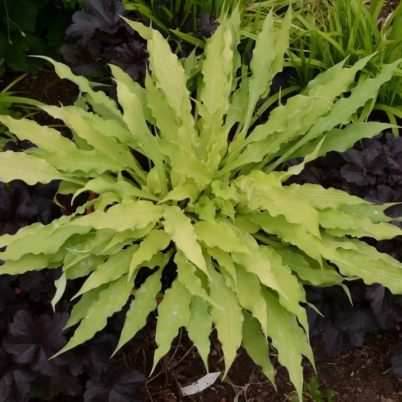 Hosta Wiggles and Squiggles Live Plant – 5.25″ Pot Perennial Shade Plant
