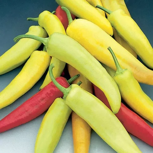 Hot Banana Hot Pepper Plant