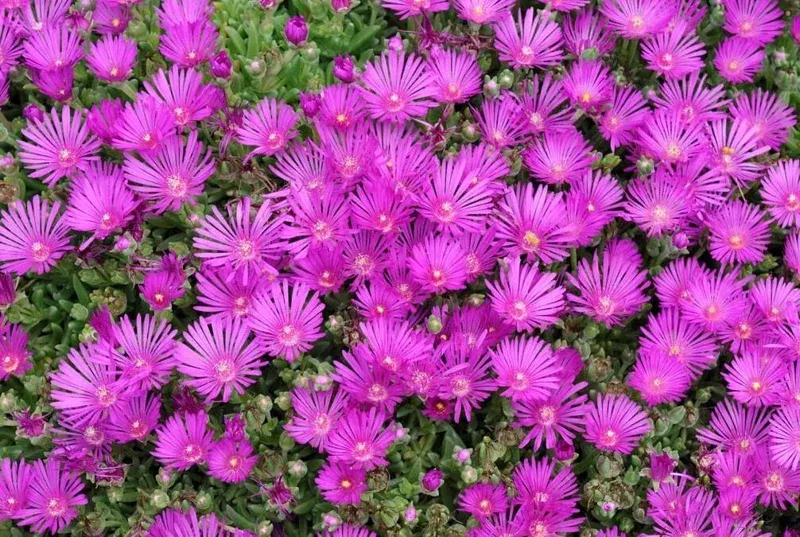 Hot Pink Ice Plant Live Starter Plants – Delosperma Cooperi – Set of 2 – 2-6 Inch Tall Hardy Groundcover Succulent for Outdoor