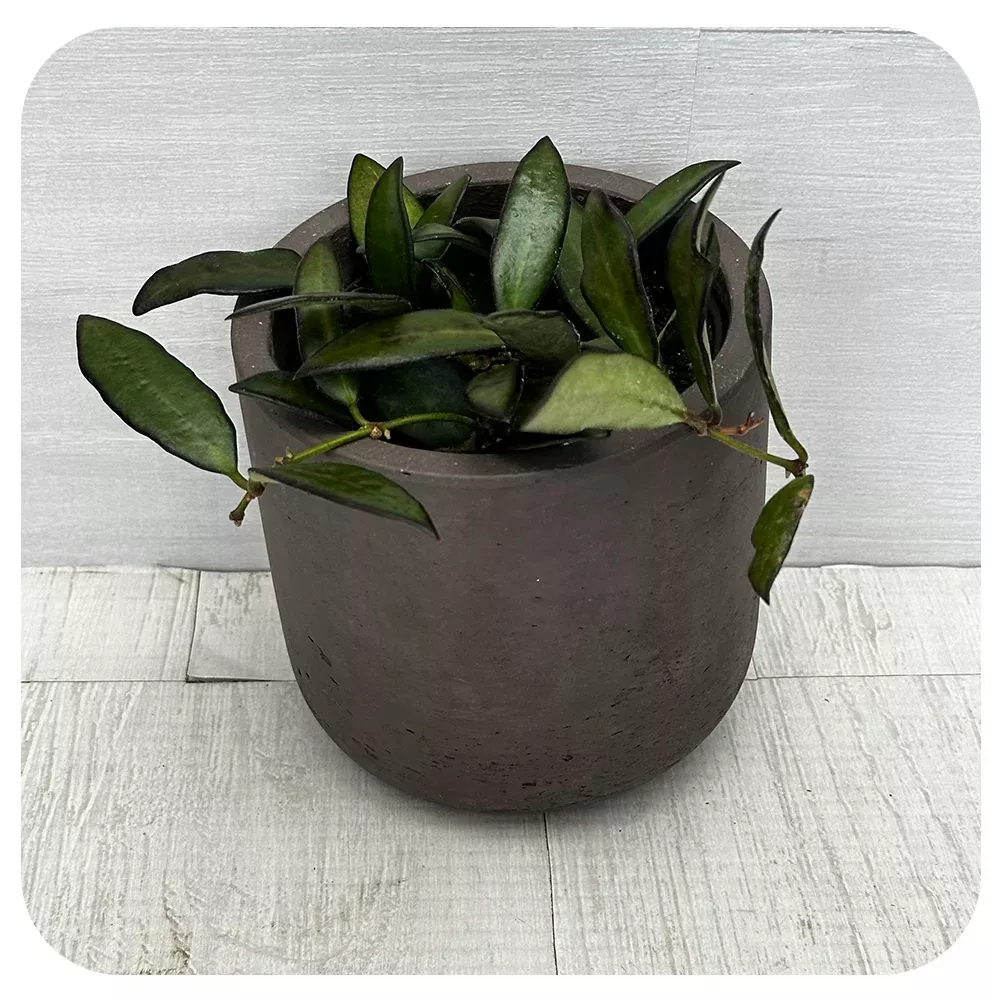 Hoya 'Rosita'