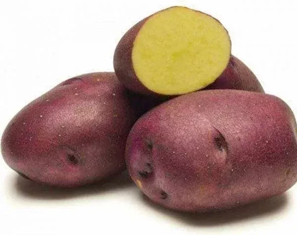 Huckleberry Gold Potato Seed Tubers – 2 Lbs Whole Seed Potatoes for Spring Planting, Gold, Outdoor