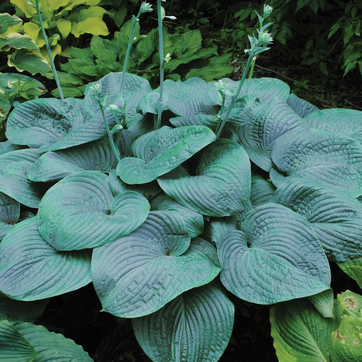 'Humpback Whale' Hosta