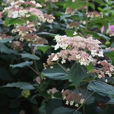 Hydrangea arborescens ‘Pinky Pollen Ring’