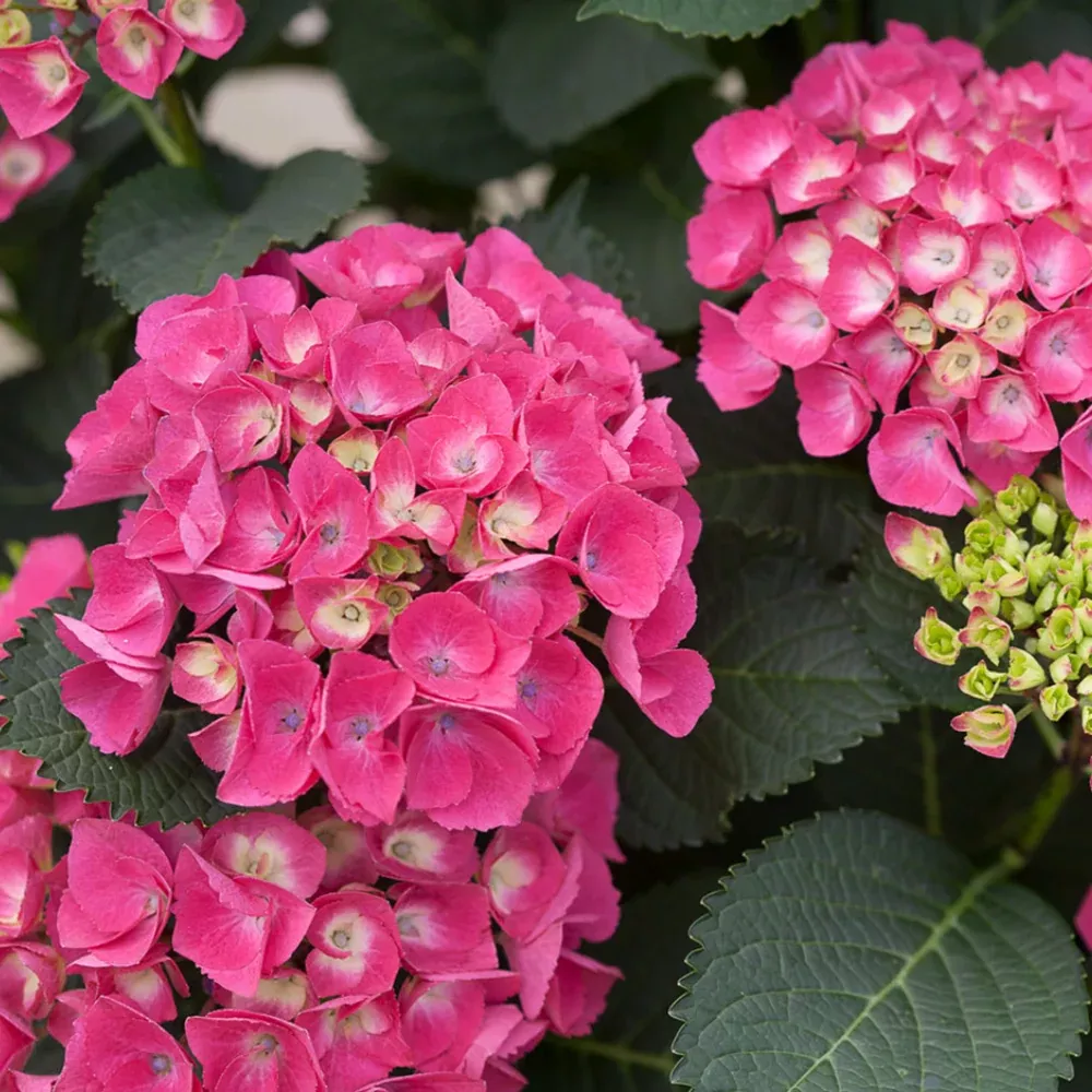 Hydrangea Cityline Paris by Proven Winners