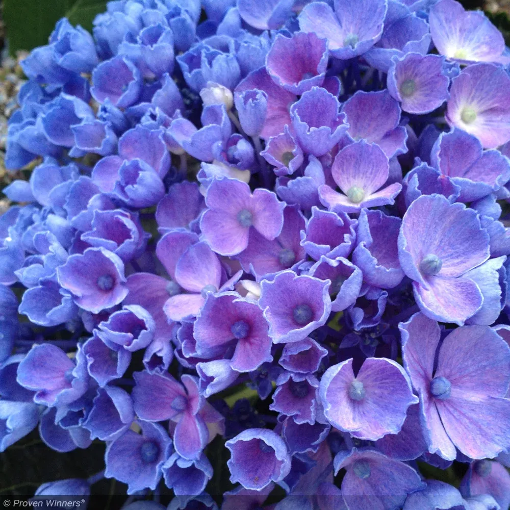 Hydrangea, Let's Dance, Rhythmic Blue #3