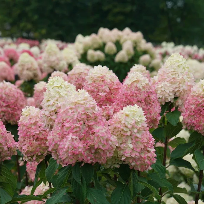 Hydrangea 'Lime Light Prime'