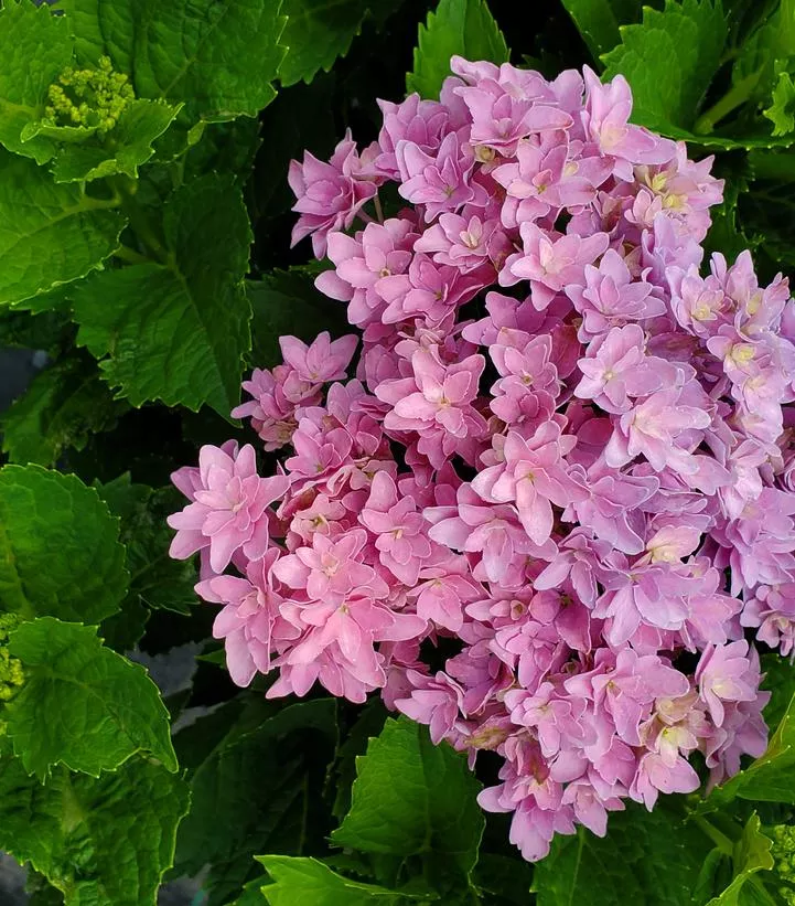 Hydrangea M `Starfield`
