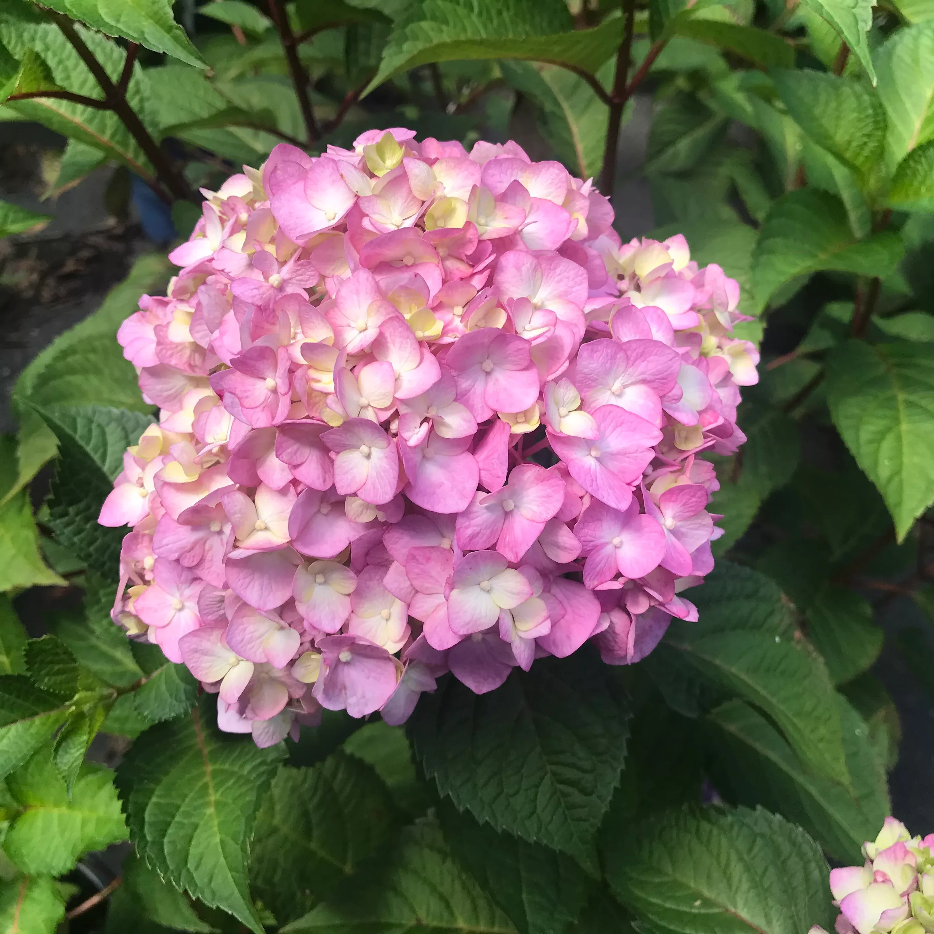 Hydrangea macrophylla 'Bloomstruck'