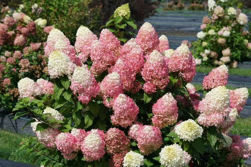 HYDRANGEA PAN. `QUICK FIRE FAB` TREE