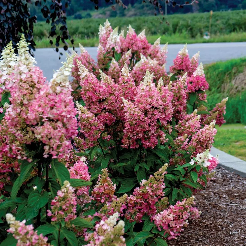 Hydrangea paniculata 'Candelabra'