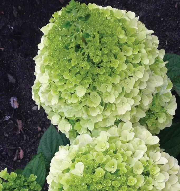 Hydrangea paniculata 'Lavalamp Moonrock' - Tree form