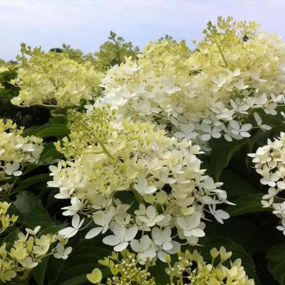 Hydrangea paniculata 'Phantom' - Tree form