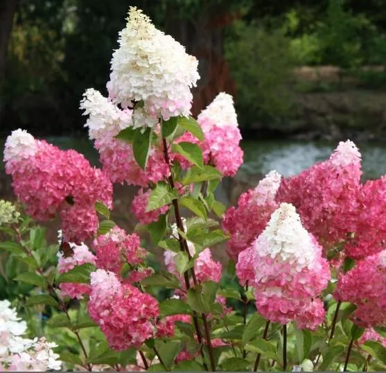 Hydrangea paniculata 'Vanilla Strawberry™' - Tree form