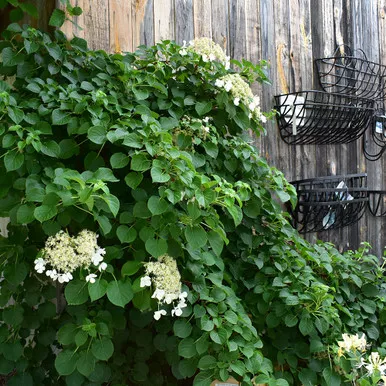 Hydrangea petiolaris
