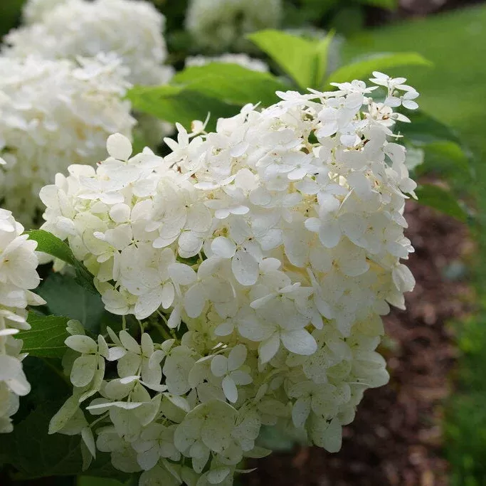 Hydrangea 'Puffer Fish'