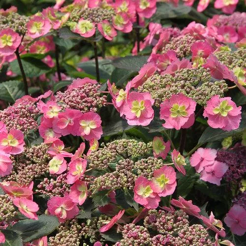 Hydrangea serrata Tuff Stuff™