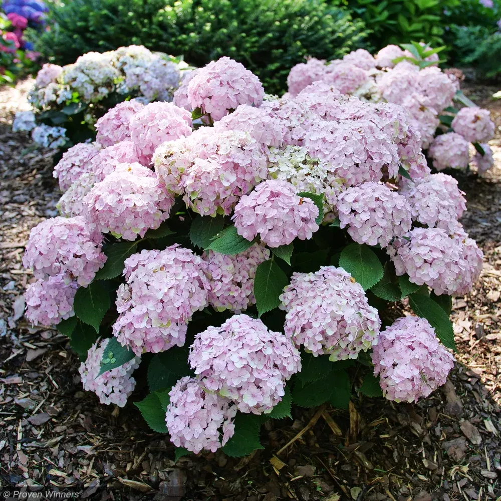Hydrangea, Wee Bit Innocent #3