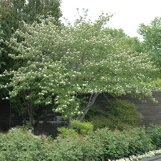 Hyperion Dogwood