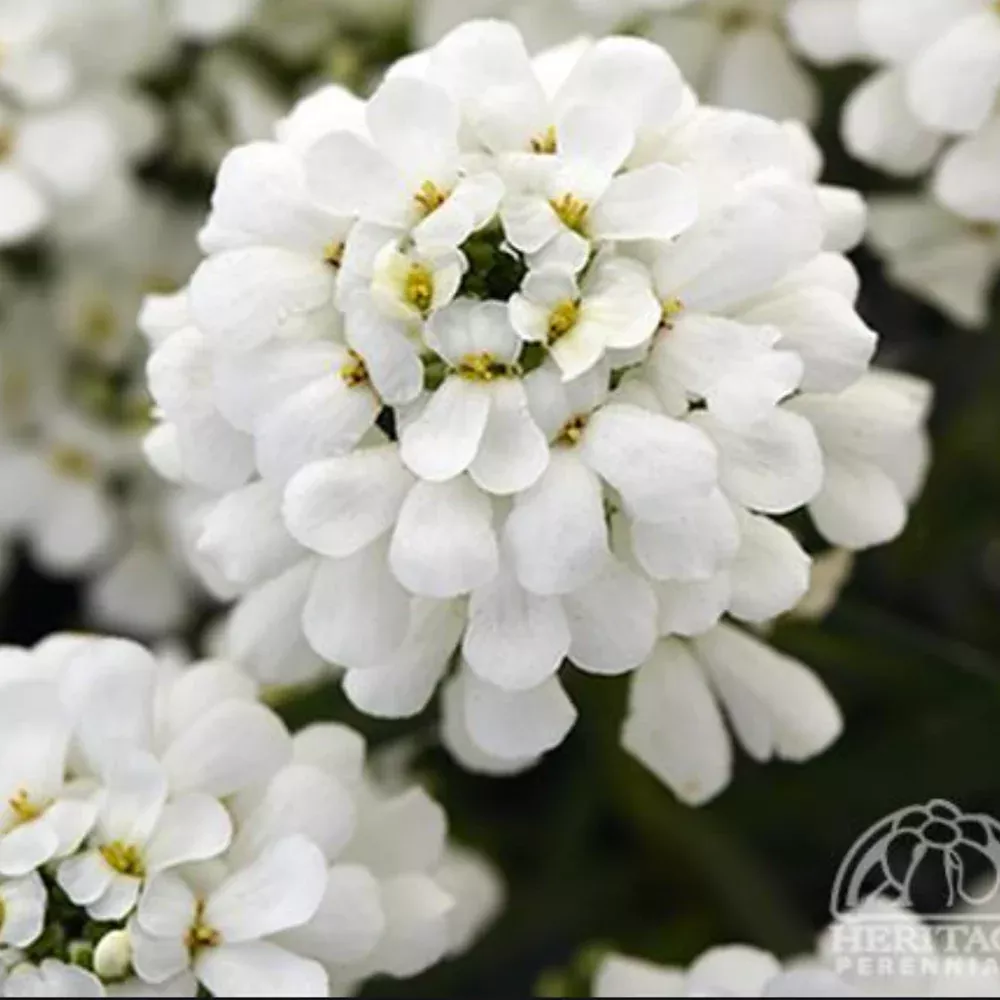 Iberis sempervirens 'Snowsation' (Candytuft)