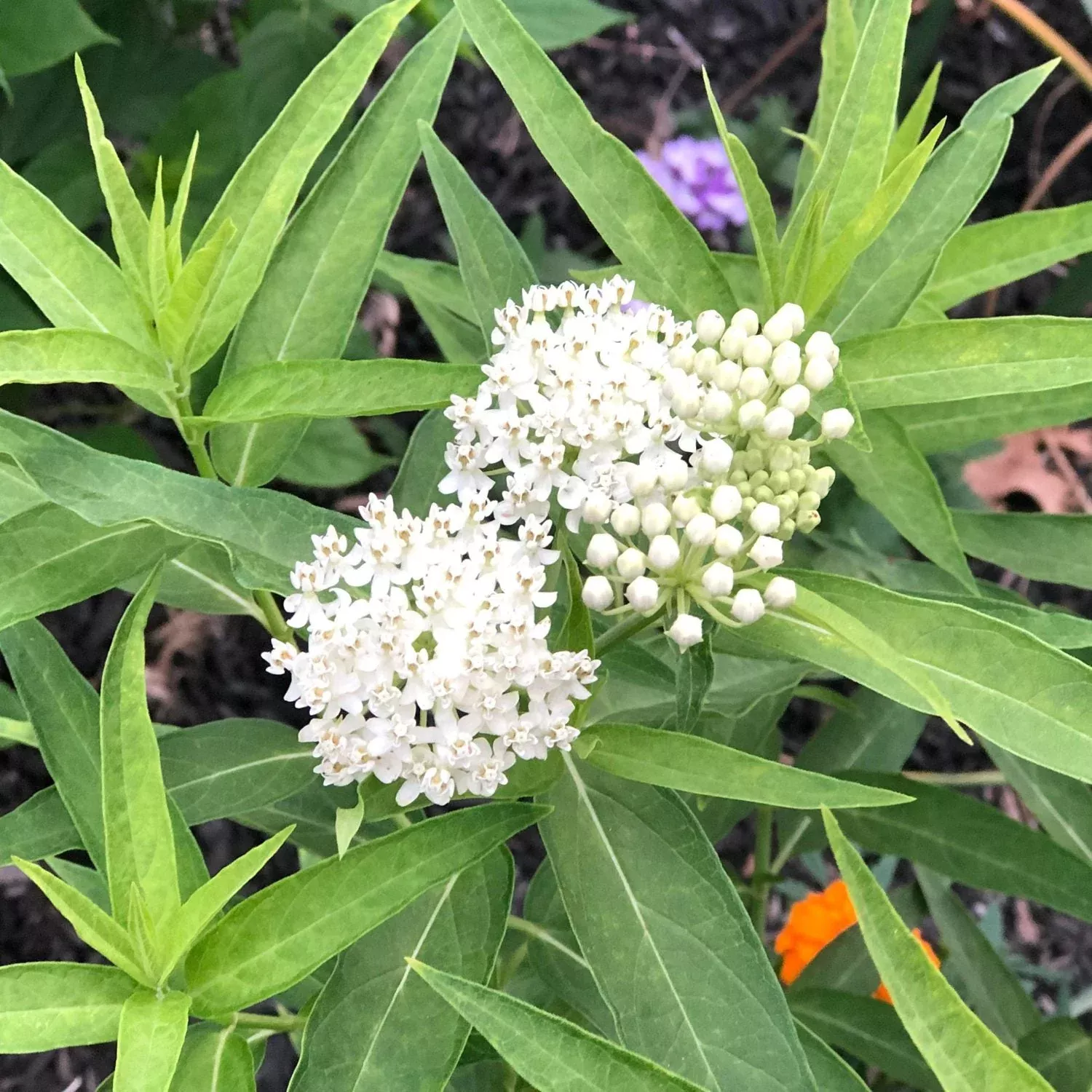 'Ice Ballet' Milkweed (Asclepias)
