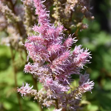Ice Cream Astilbe