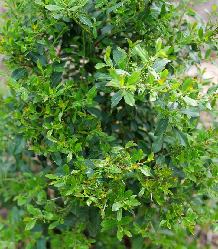 ILEX GLABRA `SQUEEZE BOX`