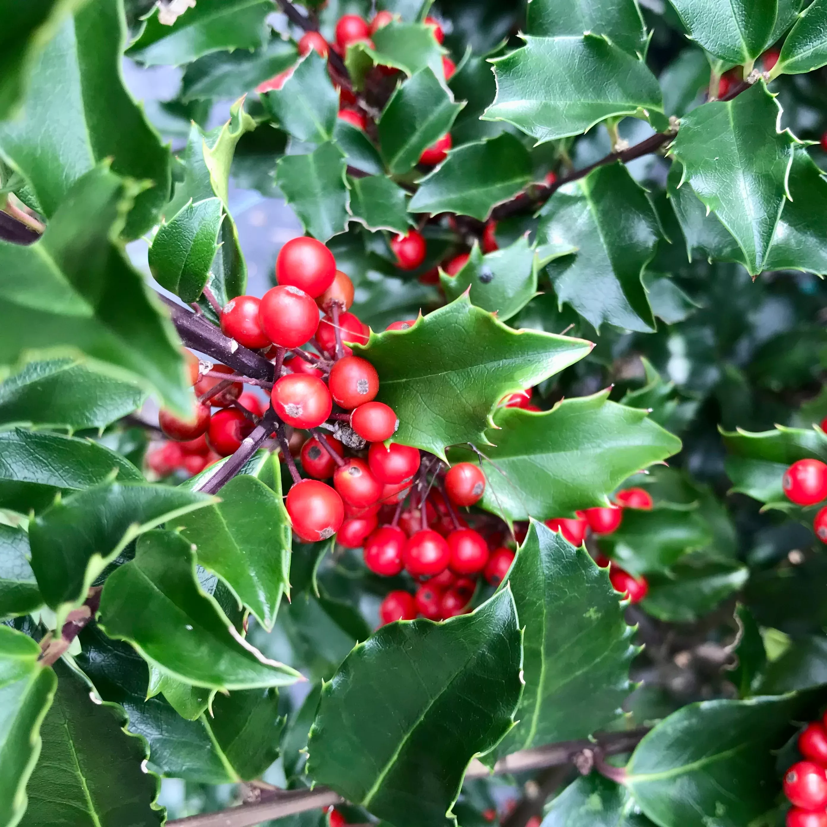 Ilex X Meserveae `Berryific`
