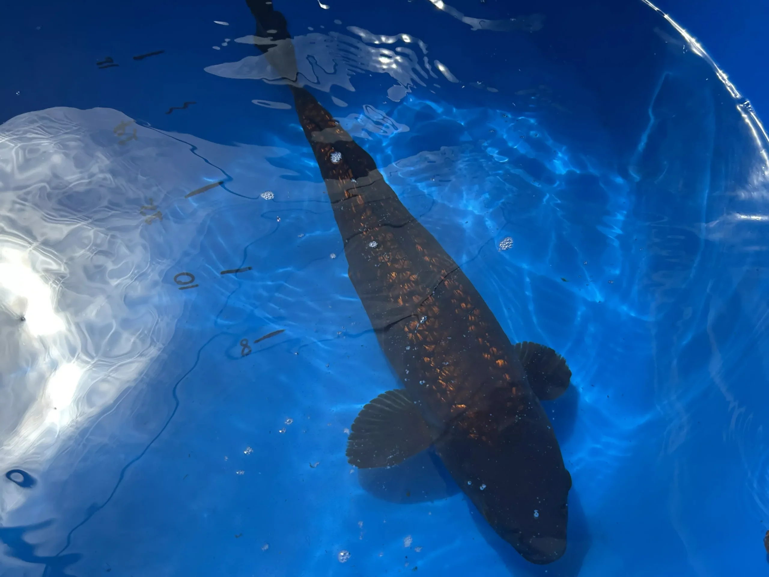 IMPORT KOI 14"- 16" CHAGOI