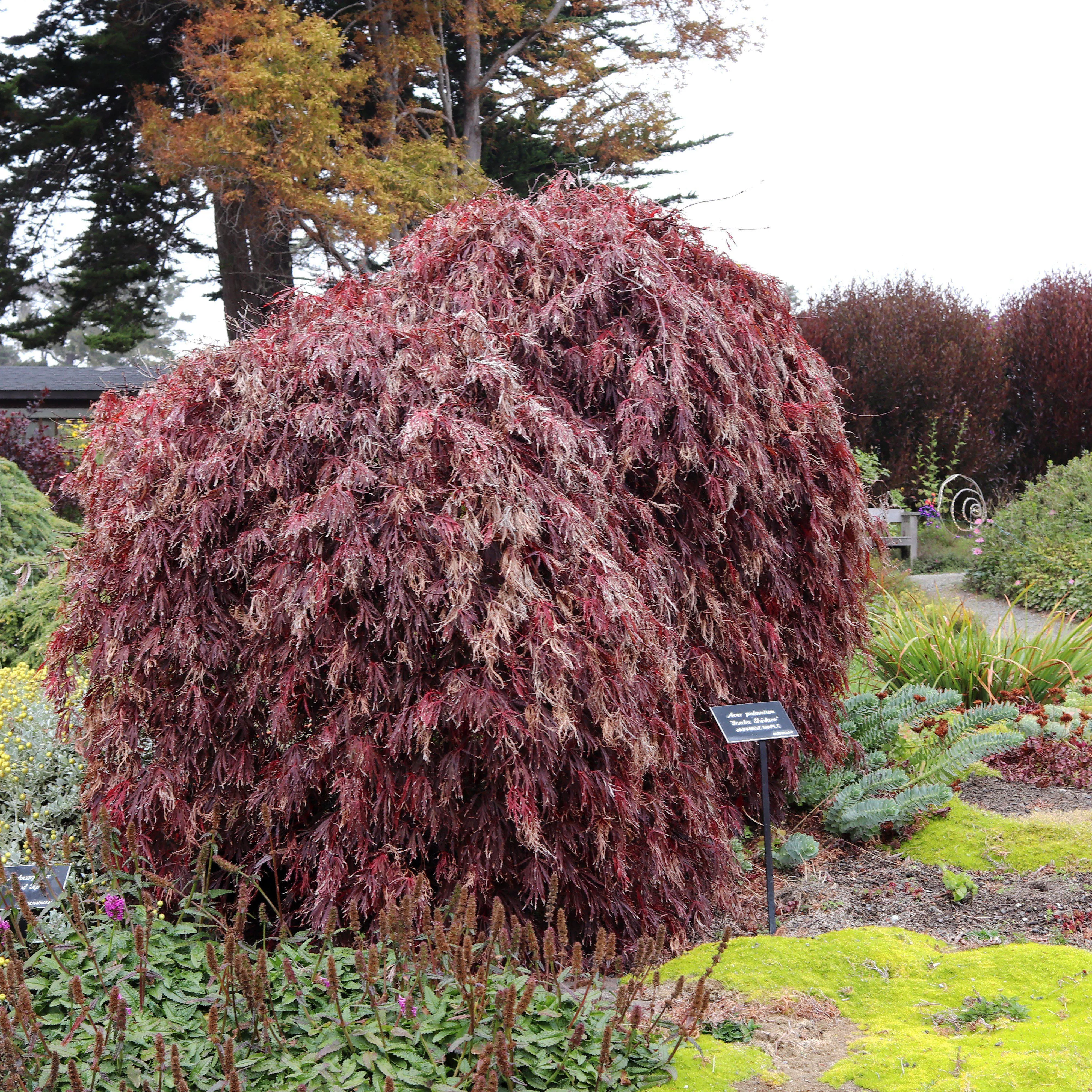 Inaba-shidare Japanese Maple