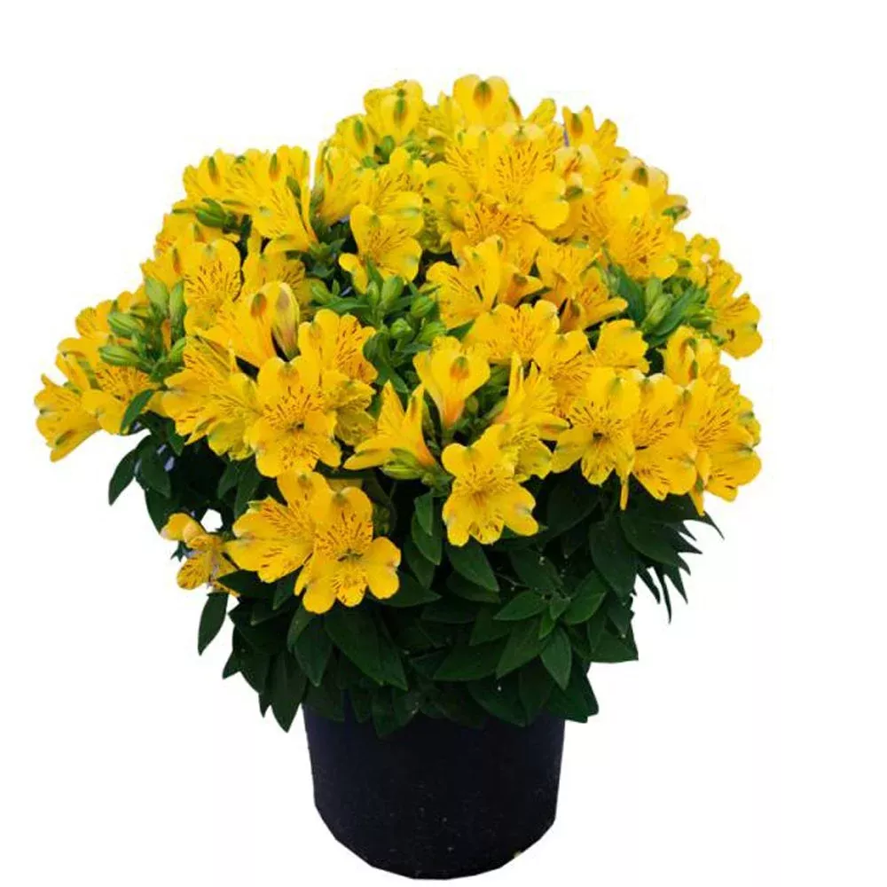 'Inca Aurelia' Peruvian Lily (Alstroemeria)