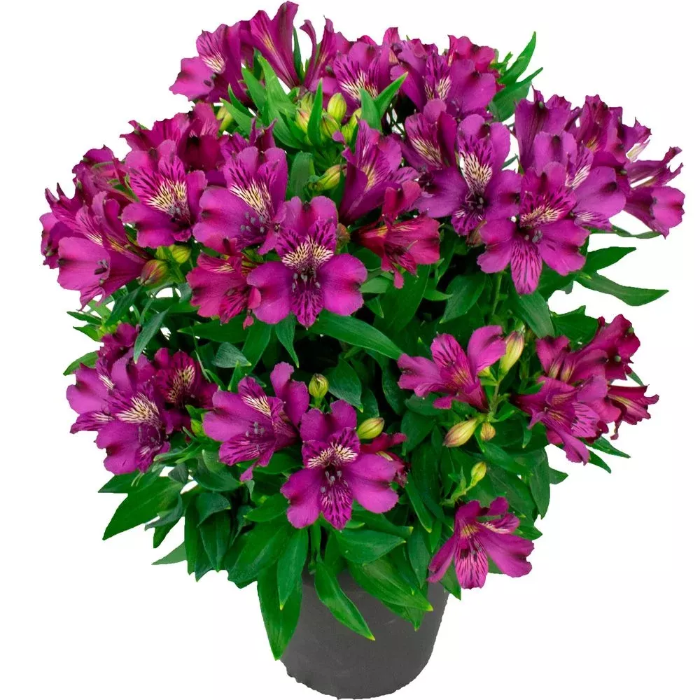 'Inca Batavia' Peruvian Lily (Alstroemeria)