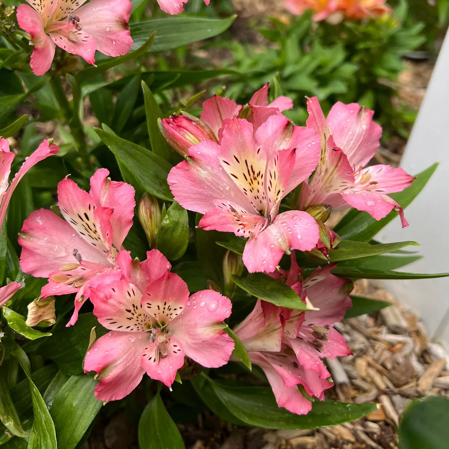 'Inca Coral' Peruvian Lily (Alstroemeria)