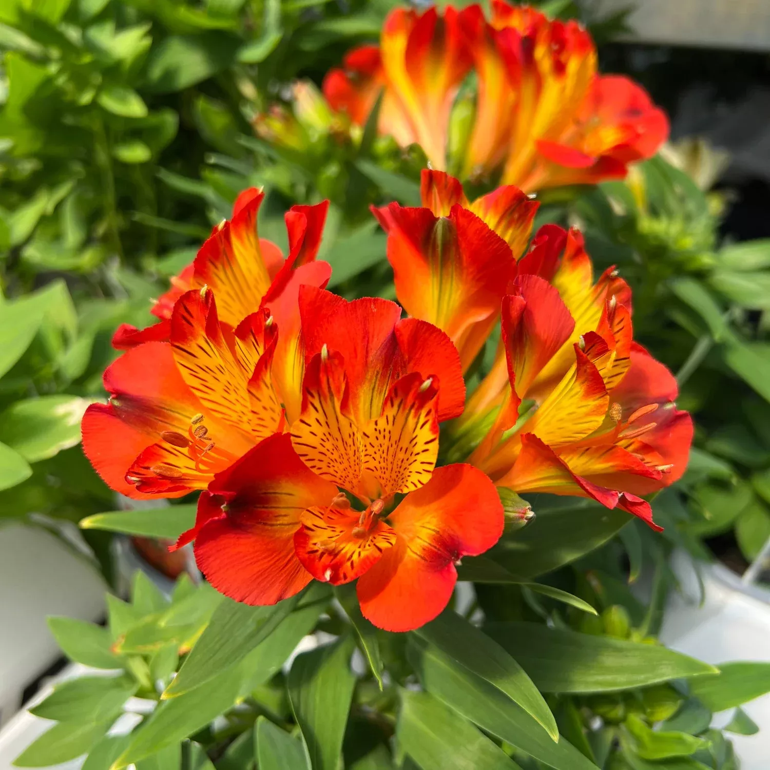 'Inca Holland' Peruvian Lily (Alstroemeria)