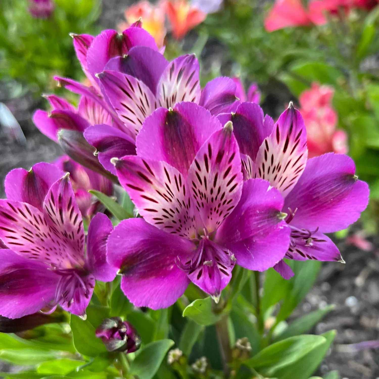 'Inca Noble' Peruvian Lily (Alstroemeria)