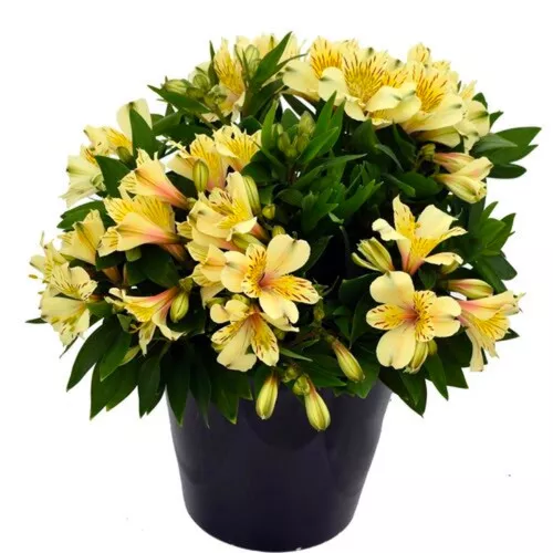 Inca Sundance Peruvian Lily